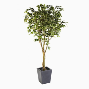 Ficus benjamina tree