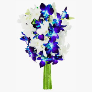 Blue Sapphire Orchids
